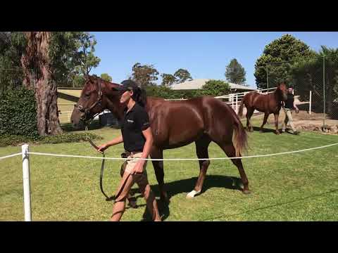 Akeed Mofeed Colts for Adelaide Yearling Sale 2019