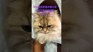 ジト目世界選手権大会(猫の部)