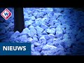 Holocaust-monument in Rijswijk: 'Klein maar indrukwekkend' - OMROEP WEST