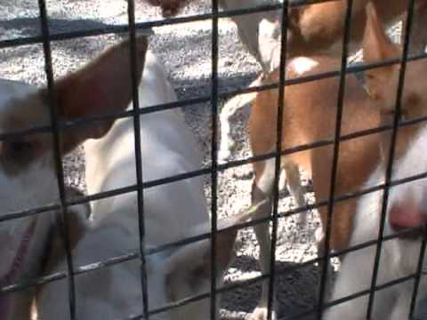 Manolo's dogs - the podenco ibicenco in IBIZA