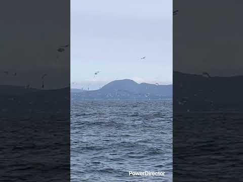 12月津軽海峡クロマグロ　100Ｋover