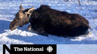 Climate change, ticks and the moose population