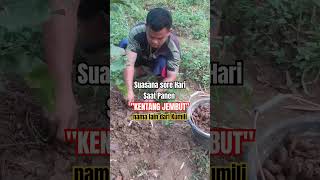 Download lagu Panen 'KENTANG JEMBUT' #kumili #petanibertopi mp3