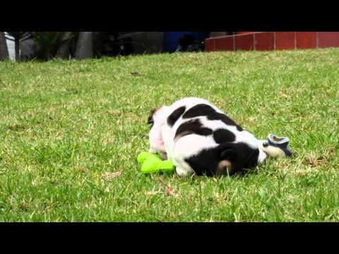 Mauiexpo's Shorty "TRI' English bulldog puppies for sale