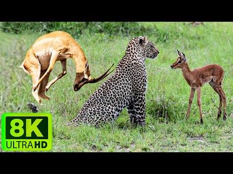 4K(ULTRA)HDAnimals of South America 4K - Scenic Wildlife Film With Calming Music