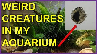 Feeding My African Dwarf Frogs, Strange Creatures In My Tank, And New Killifish