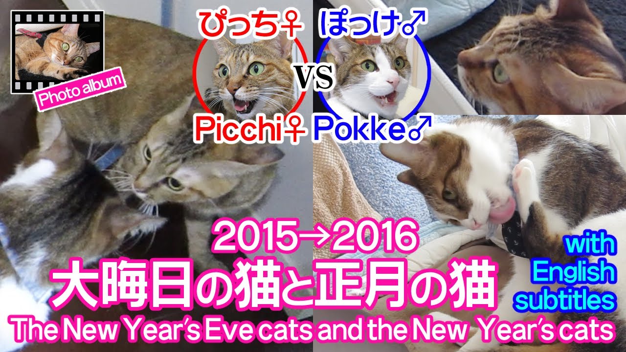 大晦日の猫と正月の猫 ～ぴっち♀＆ぽっけ♂～【2015→2016】The New Year's Eve catsand the New  Year's cats ～Picchi♀ & Pokke♂～