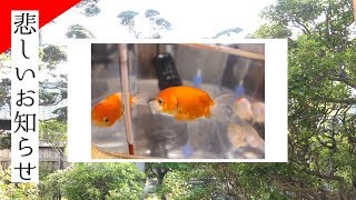 正直残念です。。