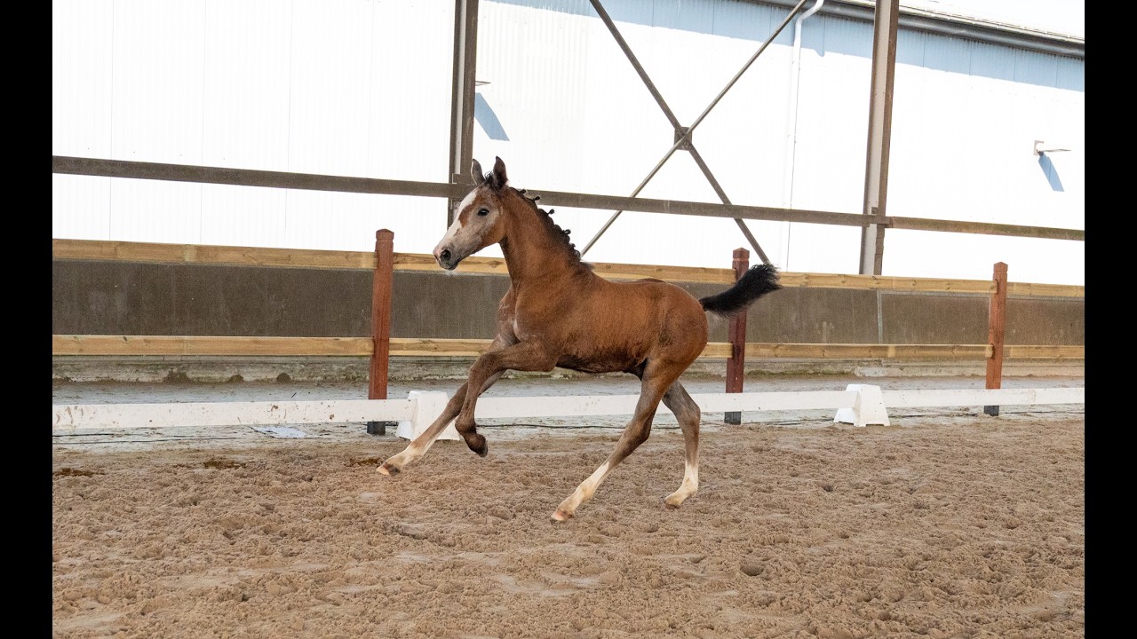 Dundee LN (URANUS VAN'T ZORGVLIET x CHIPPENDALE Z) video 1