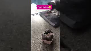 Download lagu Si grey mabuk kendaraan😂#cat#animals #funnyshortsunny#funnyvideo#ytshorts#shorts#shortsvideo#shor#yt mp3 Download lagu Si grey mabuk kendaraan😂#cat#animals #funnyshortsunny#funnyvideo#ytshorts#shorts#shortsvideo#shor#yt mp3