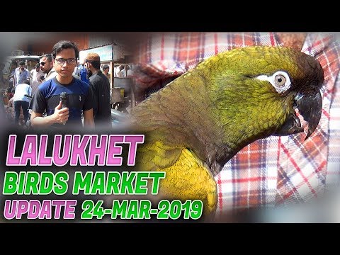 Lalukhet Sunday Birds Market 24-3-2019 Latest Updates(Jamshed Asmi Informative Channel)In Urdu/Hindi Video