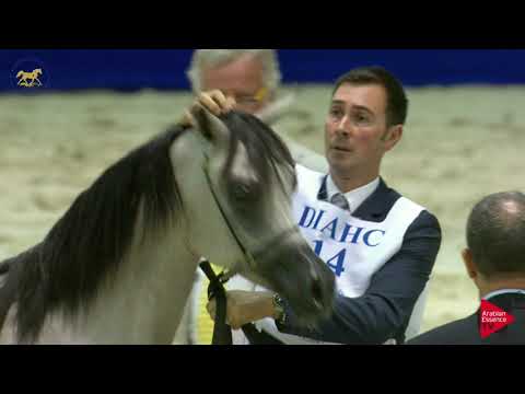 N 14 TOFLAH AL ZOBAIR   Dubai 2019   Yearling Fillies section A