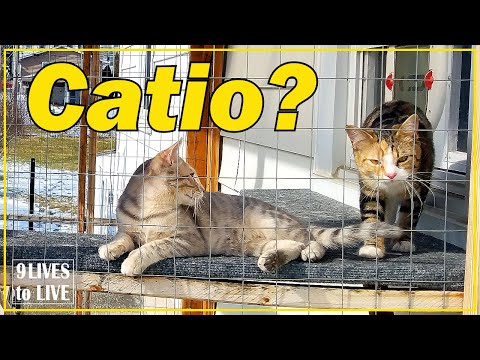 Should I Get a Catio?:  Tips On Outdoor Cat Enclosures