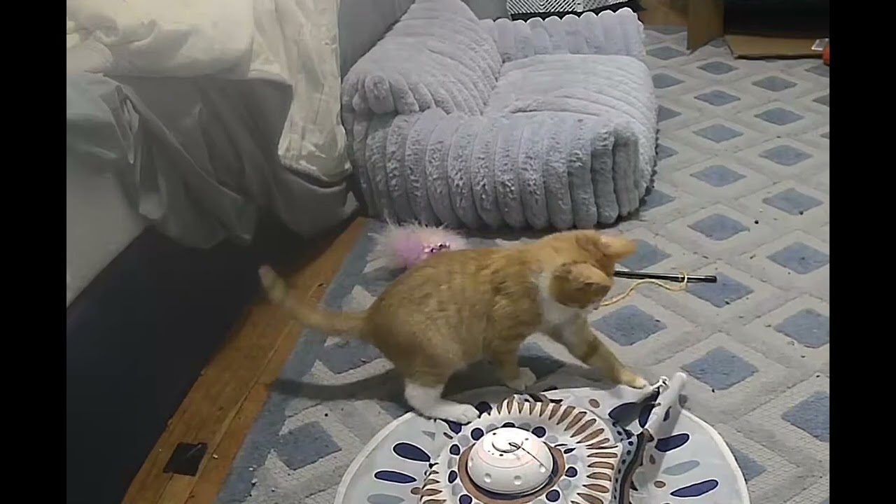 Walnut, a Adoptable Domestic Short Hair in Hyattsville, MD video 2/6