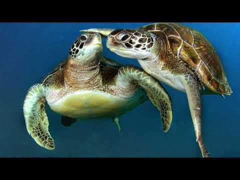 TUDO SOBRE AS TARTARUGAS MARINHAS  #tartaruga #marinha #tartarugas #curiosidades #turtle