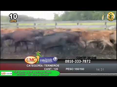 01-03-23 - 168º Remate Televisado de UMC & Haciendas Villaguay -  Corrientes