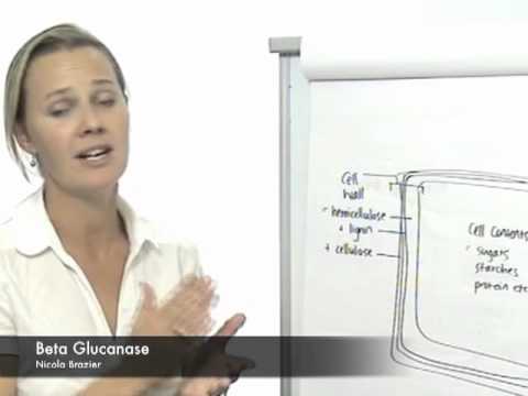 Beta Glucanase Enzyme Powder, Packaging Size: 1 Kg,25 Kg