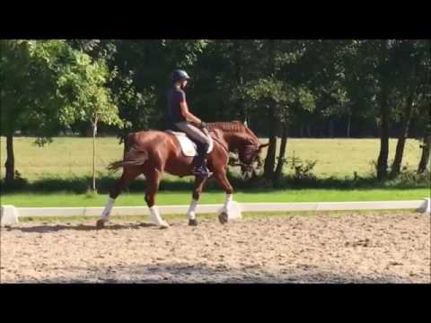 by Comte x Escudo   2010 gelding