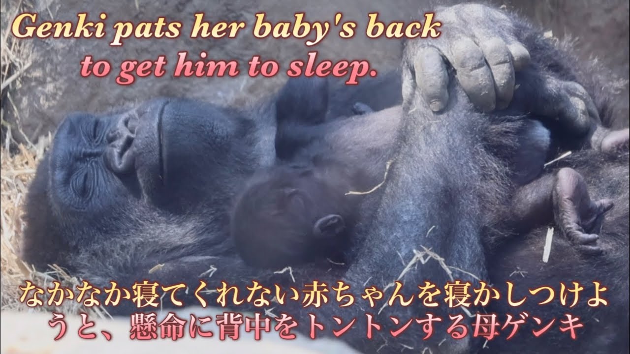 なかなか寝てくれない赤ちゃんを寝かしつけようと、悪戦苦闘するゲンキの様子をご覧下さい♪⭐️ゴリラGorilla【京都市動物園】Genki pats her baby's back .