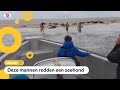 Een zeehond redden, is dat een heldendaad of gevaarlijk?