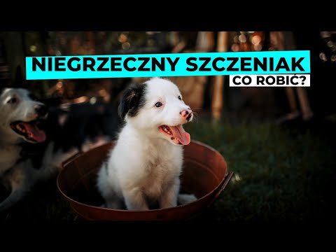 Niegrzeczny SZCZENIAK - czy to normalne i co z tym zrobić?