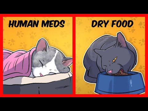 10 Common Mistakes Cat Owners Make in 2022 | Top 10 Mistakes New Cat Owners Keep Making