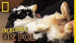 What&#39;s Wrong With Bear the Rabbit? | The Incredible Dr. Pol