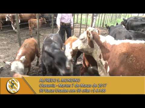 07-03-17 Venta de Vientres - Alfredo S. Mondino - Olavarria.