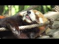The Red Panda is sleeping on its back