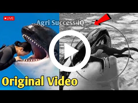 Jessica Radcliffe Video | Jessica Radcliffe and Orca Attack | Jessica Radcliffe Attacked by Orca