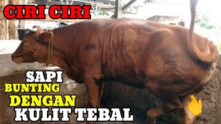 Download lagu INI CIRI CIRI SAPI BUNTING 5 BULAN DENDAN KULIT TEBAL DORO DAN INDUKAN# mp3