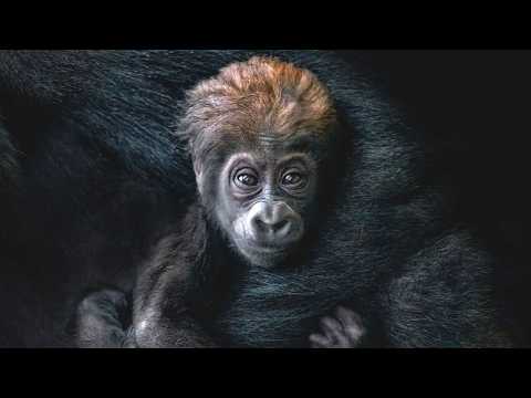 Meet Baby Kibo: The Adorable Gorilla Making Conservation History
