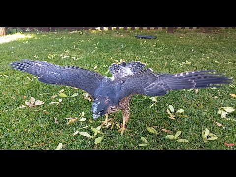 IMPRINT PEREGRINE CHICK:RAISING A BABY FALCON-PART 4:Five weeks old