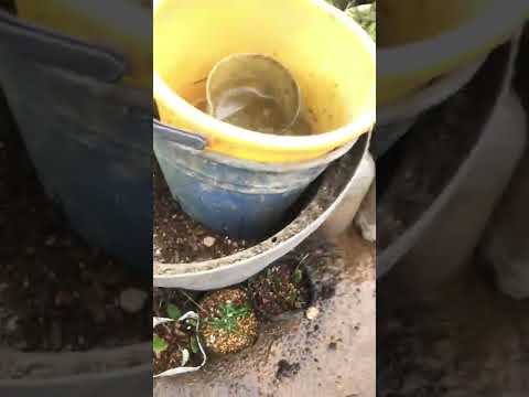 鉢植えのクリスマスローズを失敗せずに管理するには？覚えておくべきベストプラクティスは次のとおりです  庭園