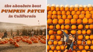 this is the BEST PUMPKIN PATCH in California! *hidden gem*