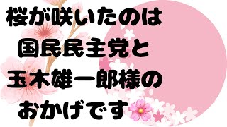 玉木雄一郎様ありがとうございます！おかげで桜が咲きました。