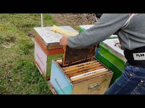 Polenul natural face minuni