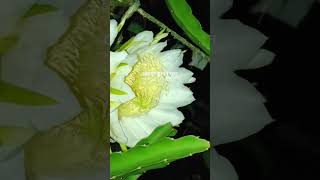 Download lagu #dance #bollywood #dancer #dancecover #love #letsdancearena #mainepayalhaichhankai #borak #rooftopga mp3