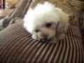 Колыбельная для малютки (Lullaby CD), or my dog Vida...(oksana ...