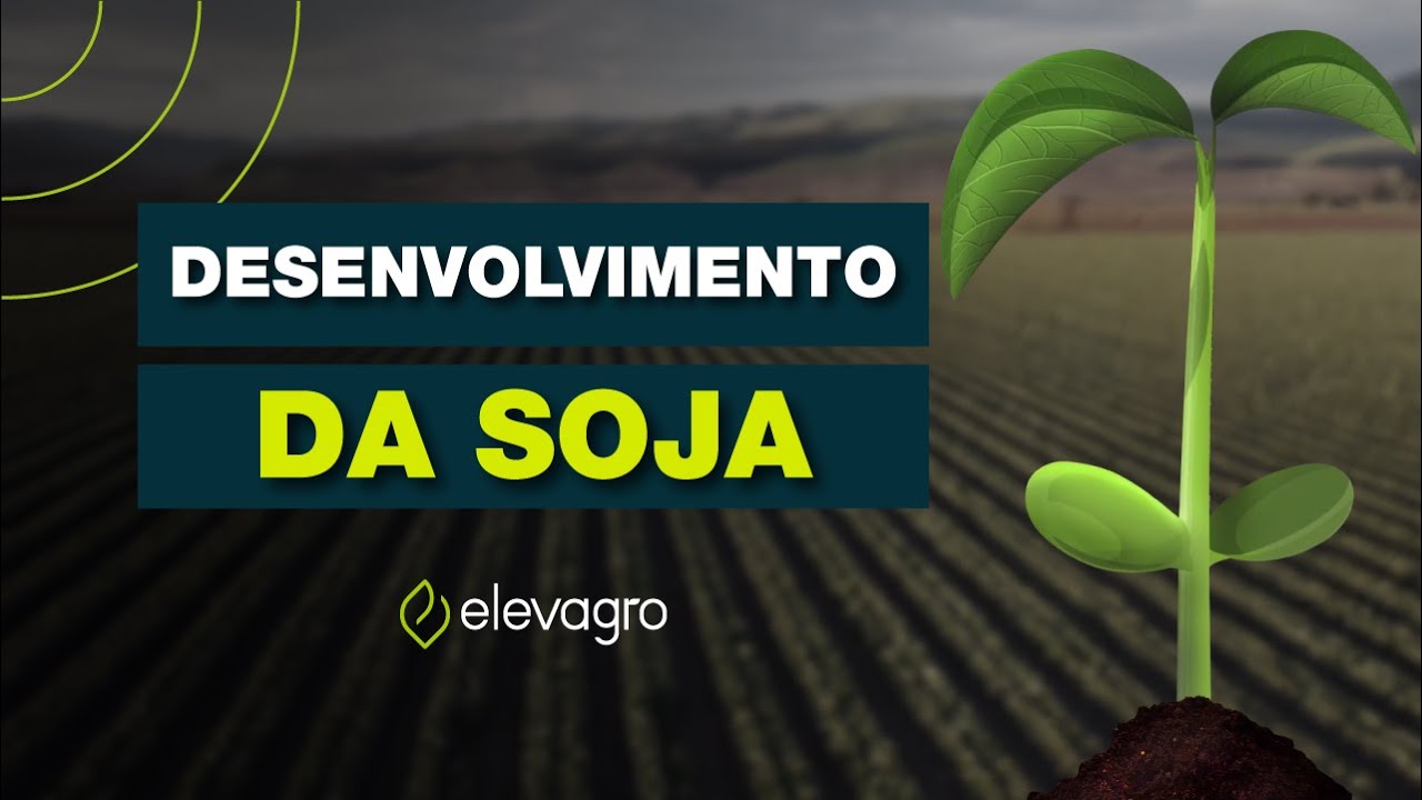Como é o desenvolvimento da soja?
