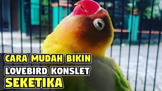 Download lagu CARA MUDAH BIKIN LOVEBIRD KONSLET SEKETIKA mp3