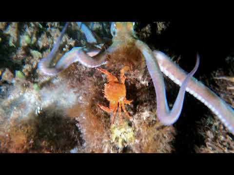Octopus Hunting A Crab | Must Watch