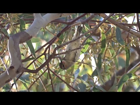 Medárik šarlátový (Myzomela sanguinolenta) — spev a hlas v prírode