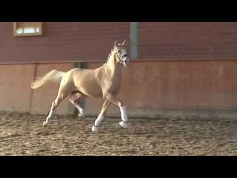 3. Ponyforum Hengsttage MR. MARSHMALLOW v. FS Mr. Right - Donchester