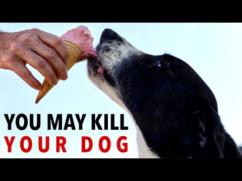 98.7% of most popular foods can cause Xylitol Poisoning in Dogs. Foods That Will Kill Your Dog,