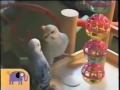 NOGGIN CRITTER CORNER BIRDS