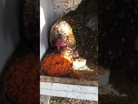 Küken am Schlüpftag 27.03.2022