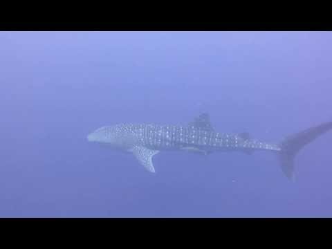 walhai, Coco White Beach,Philippinen