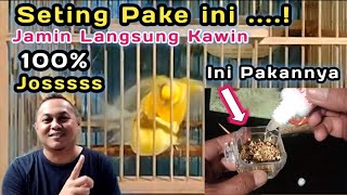 Download lagu Terbukti Manjur 🔥Cara Menjebolkan Birahi Kenari Biar cepat Kawin pada Ternak Kenari mp3