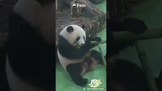 No Bamboo Is Too Big For Master Panda | iPanda #shorts